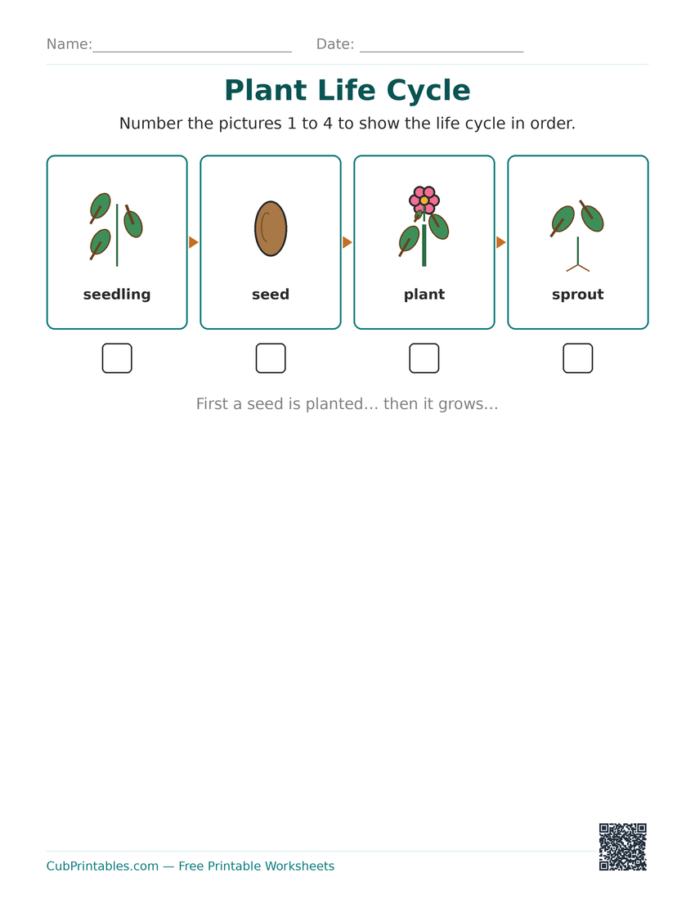 Plant Life Cycle Worksheets