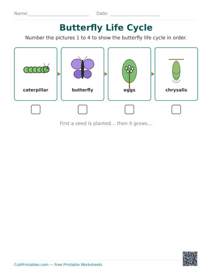 Butterfly Life Cycle Worksheets